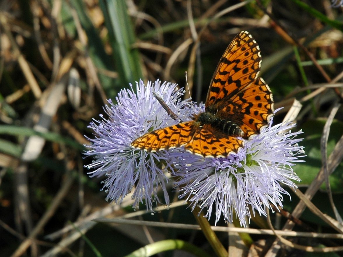 Argynnis aglaja ? - No, Boloria (Clossiana) selene